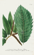 Johann Weinmann Phytanthoza Iconographia 1737 Print Castanea - Panteek Antique Prints