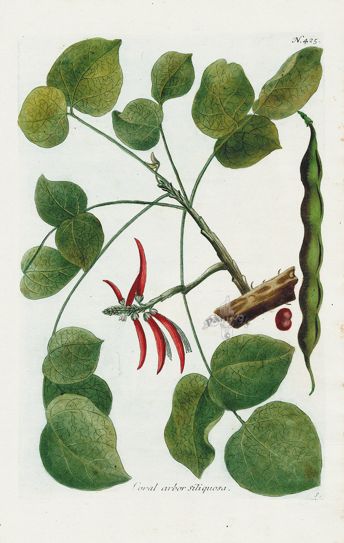 Johann Weinmann Phytanthoza Iconographia 1737 Print Coral arbor