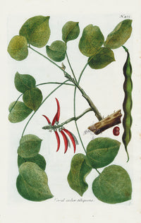 Johann Weinmann Phytanthoza Iconographia 1737 Print Coral arbor - Panteek Antique Prints