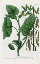 Johann Weinmann Phytanthoza Iconographia 1737 Print Cubeba - Panteek Antique Prints