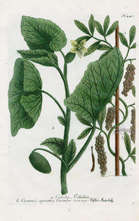 Johann Weinmann Phytanthoza Iconographia 1737 Print Cubeba - Panteek Antique Prints