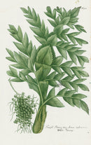 Johann Weinmann Phytanthoza Iconographia 1737 Print Faufel Pinas - Panteek Antique Prints