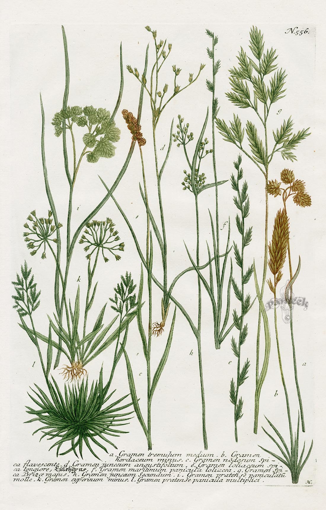 Johann Weinmann Phytanthoza Iconographia 1737 Print Ferns