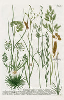 Johann Weinmann Phytanthoza Iconographia 1737 Print Ferns - Panteek Antique Prints