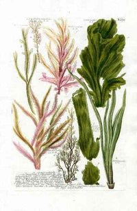 Johann Weinmann Phytanthoza Iconographia 1737 Print Fucus - Panteek Antique Prints