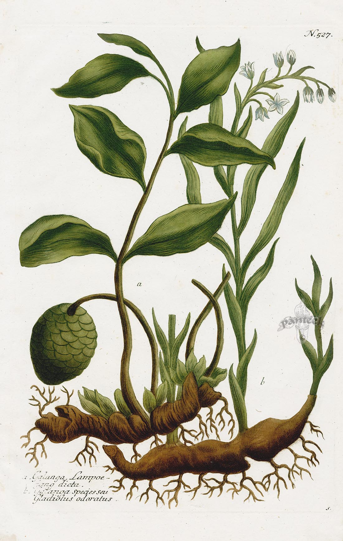 Johann Weinmann Phytanthoza Iconographia 1737 Print Galanga