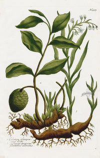 Johann Weinmann Phytanthoza Iconographia 1737 Print Galanga - Panteek Antique Prints