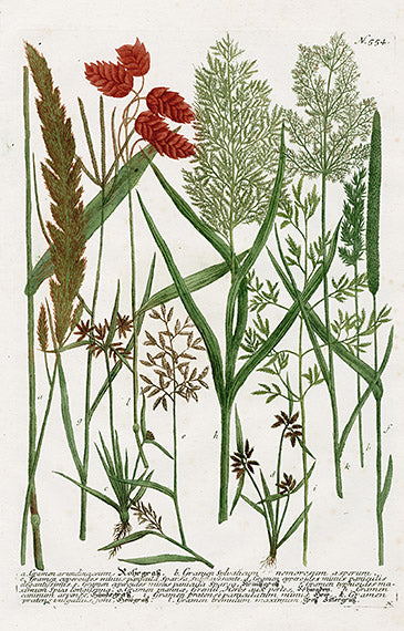 Johann Weinmann Phytanthoza Iconographia 1737 Print Garmen aru.