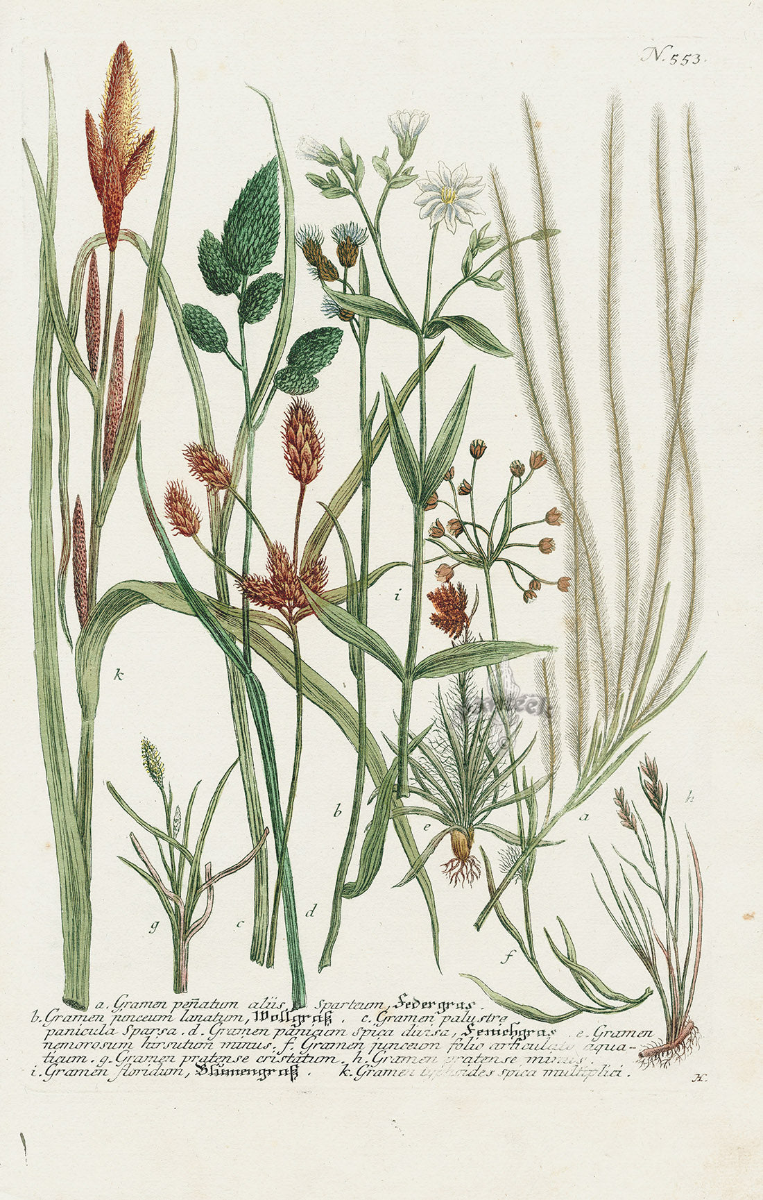 Johann Weinmann Phytanthoza Iconographia 1737 Print Gramen