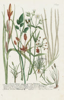 Johann Weinmann Phytanthoza Iconographia 1737 Print Gramen - Panteek Antique Prints