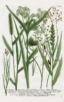 Johann Weinmann Phytanthoza Iconographia 1737 Print Gramen cyperoides - Panteek Antique Prints