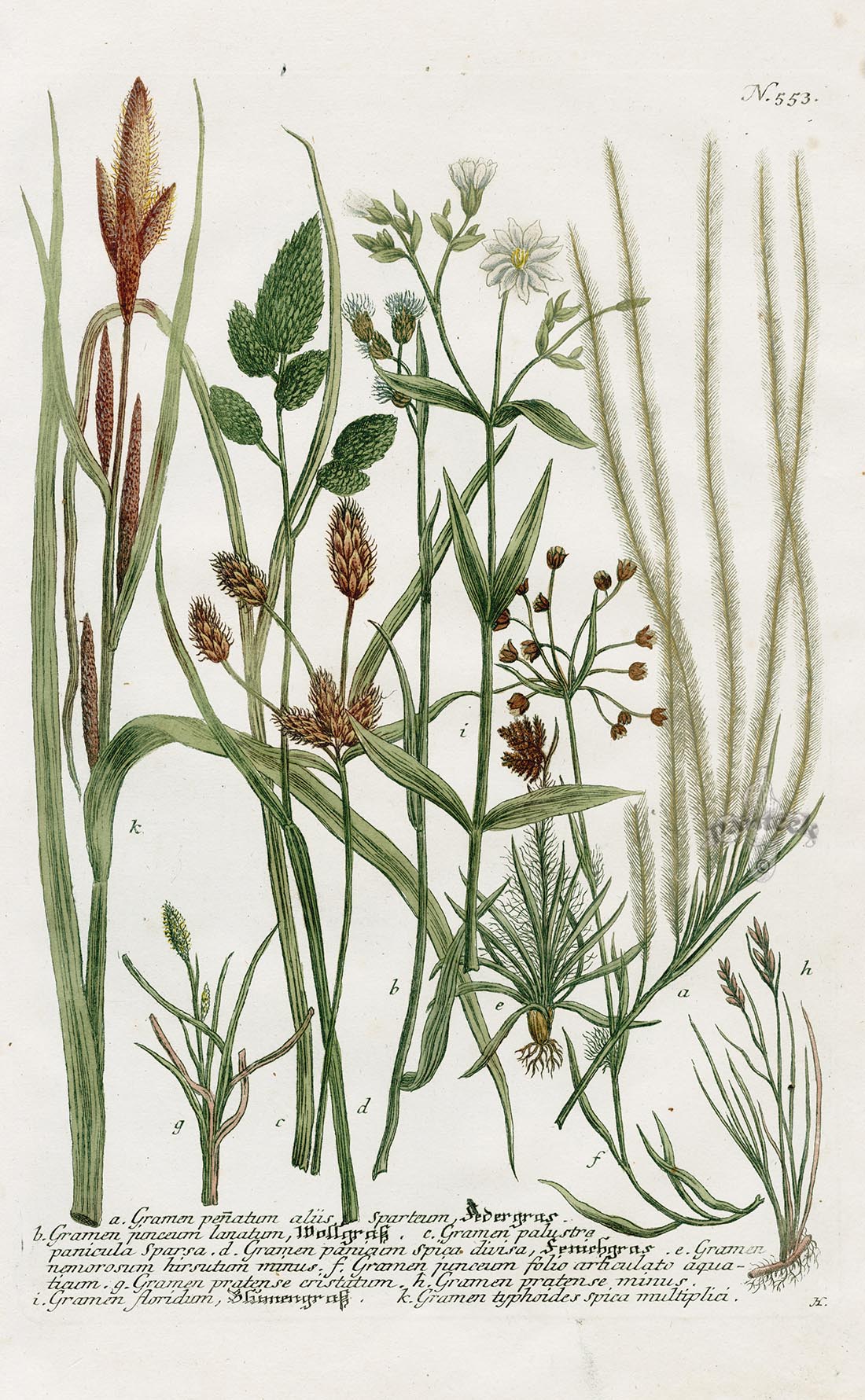 Johann Weinmann Phytanthoza Iconographia 1737 Print Gramen penatum