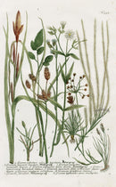 Johann Weinmann Phytanthoza Iconographia 1737 Print Gramen penatum - Panteek Antique Prints