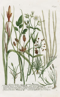 Johann Weinmann Phytanthoza Iconographia 1737 Print Gramen penatum - Panteek Antique Prints