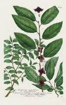 Johann Weinmann Phytanthoza Iconographia 1737 Print Guajacana - Panteek Antique Prints