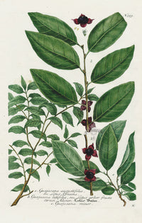 Johann Weinmann Phytanthoza Iconographia 1737 Print Guajacana - Panteek Antique Prints