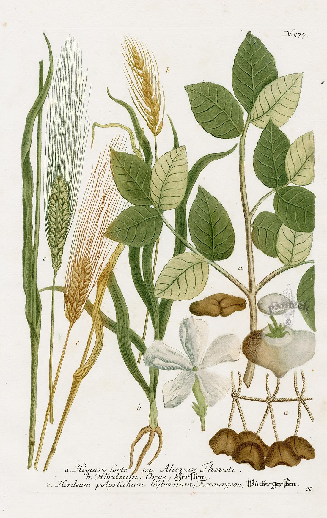 Johann Weinmann Phytanthoza Iconographia 1737 Print Higuero