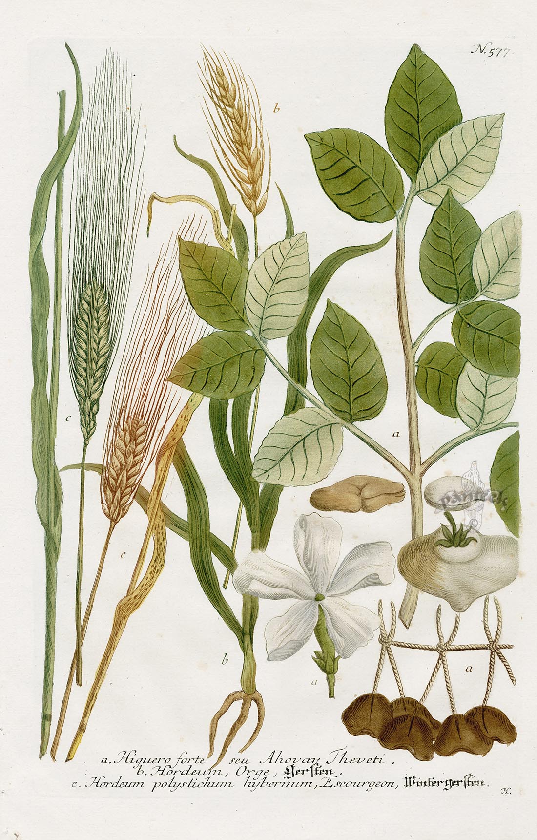 Johann Weinmann Phytanthoza Iconographia 1737 Print Hordeum