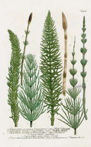 Johann Weinmann Phytanthoza Iconographia 1737 Print Horsetail - Panteek Antique Prints