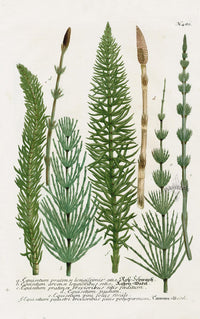 Johann Weinmann Phytanthoza Iconographia 1737 Print Horsetail - Panteek Antique Prints