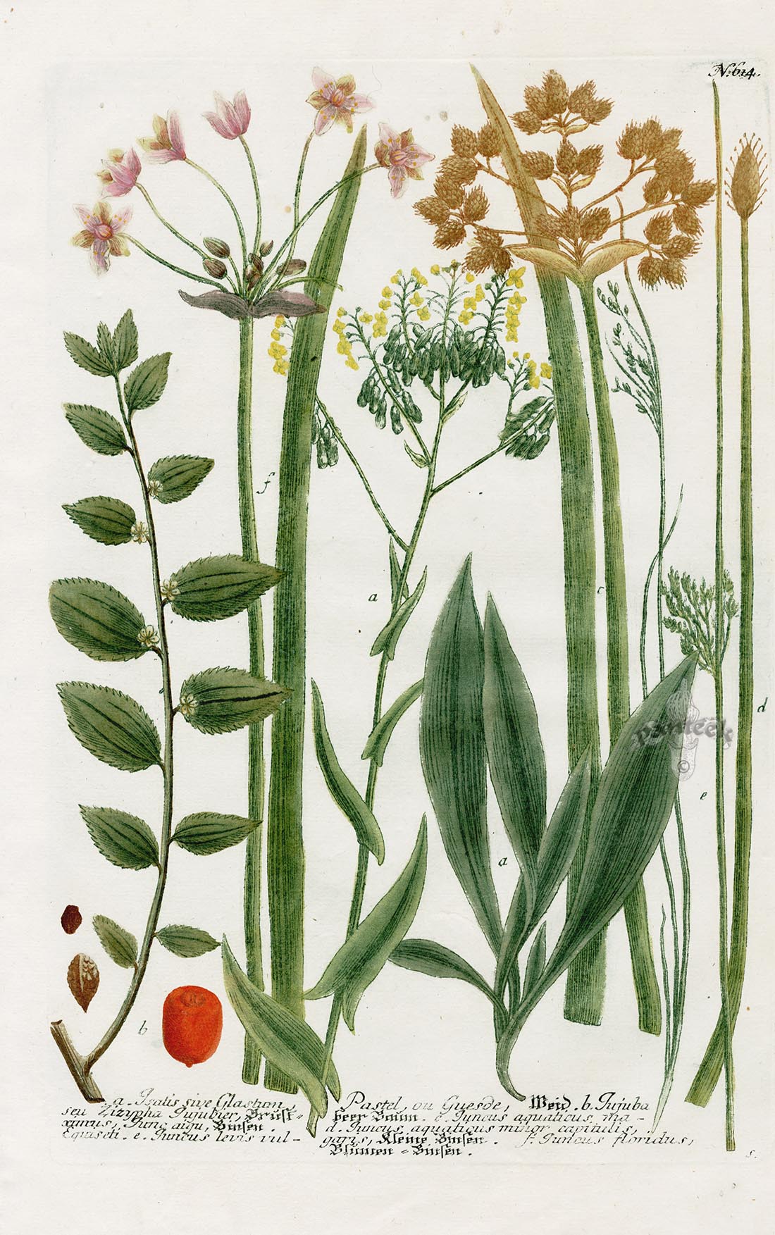 Johann Weinmann Phytanthoza Iconographia 1737 Print Isatis glastum