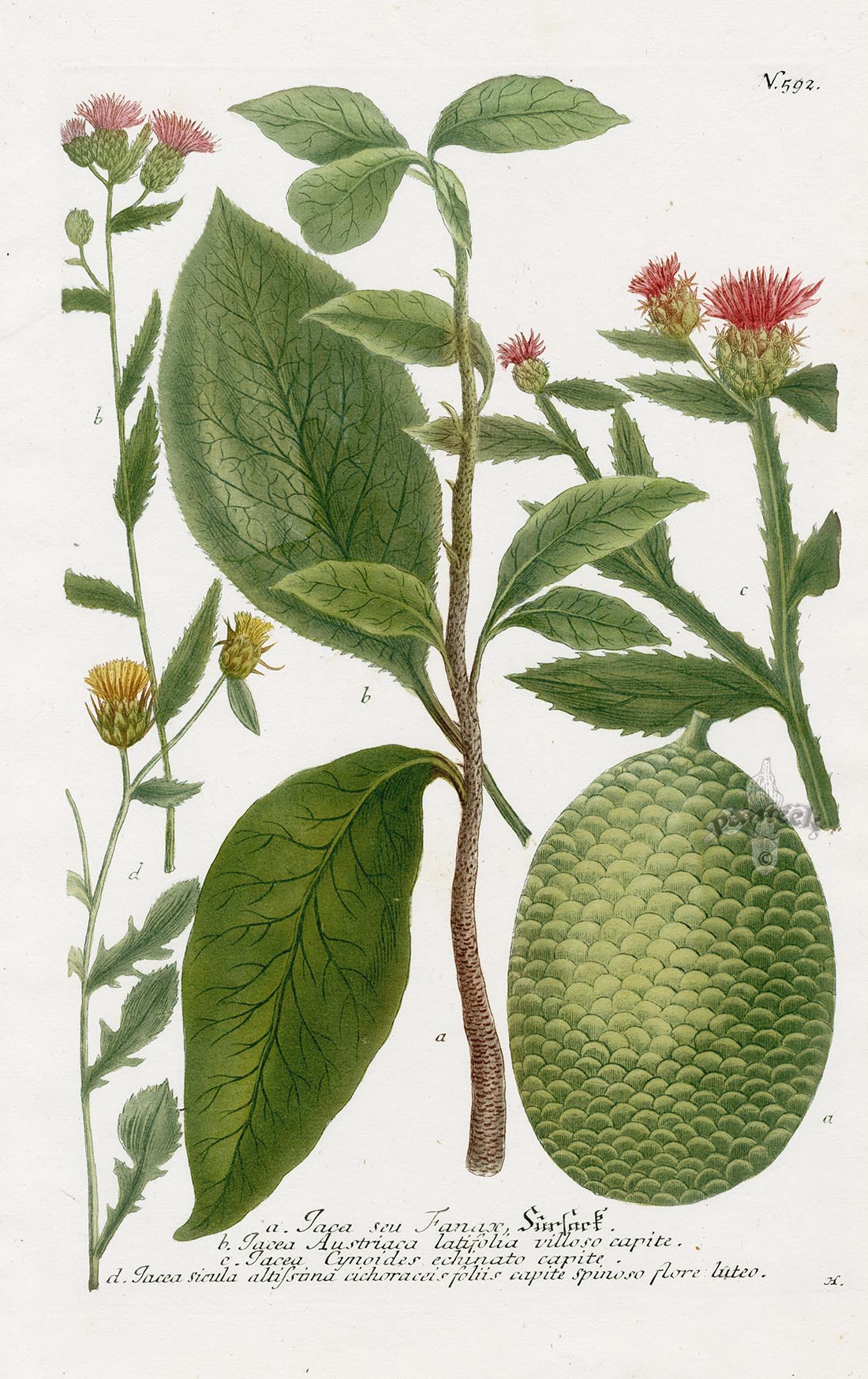 Johann Weinmann Phytanthoza Iconographia 1737 Print Jacea