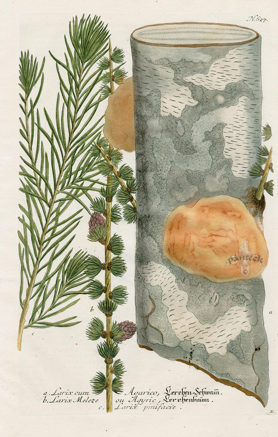 Johann Weinmann Phytanthoza Iconographia 1737 Print Larch