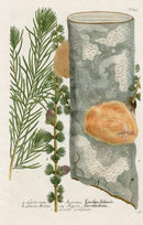 Johann Weinmann Phytanthoza Iconographia 1737 Print Larch - Panteek Antique Prints