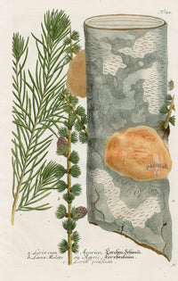 Johann Weinmann Phytanthoza Iconographia 1737 Print Larch - Panteek Antique Prints