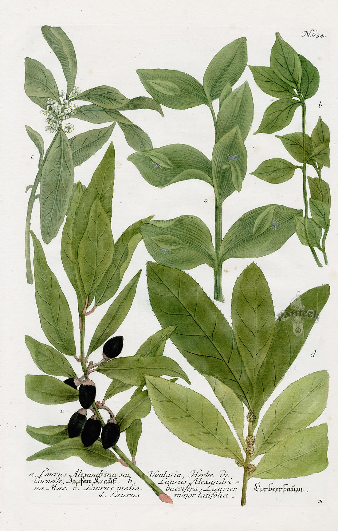 Johann Weinmann Phytanthoza Iconographia 1737 Print Laurel