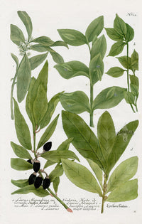 Johann Weinmann Phytanthoza Iconographia 1737 Print Laurel - Panteek Antique Prints