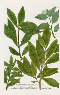 Johann Weinmann Phytanthoza Iconographia 1737 Print Laurus und. - Panteek Antique Prints