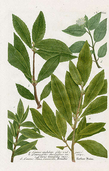 Johann Weinmann Phytanthoza Iconographia 1737 Print Laurus und.