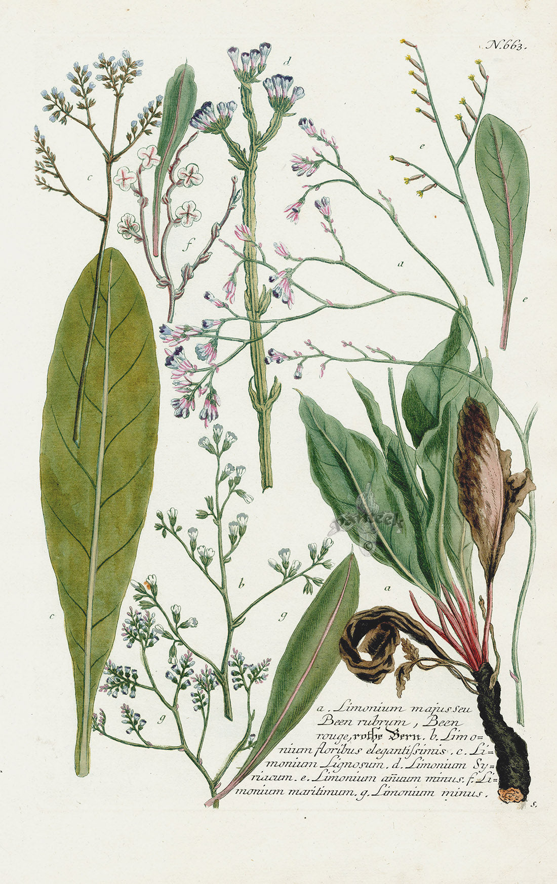 Johann Weinmann Phytanthoza Iconographia 1737 Print Limonium