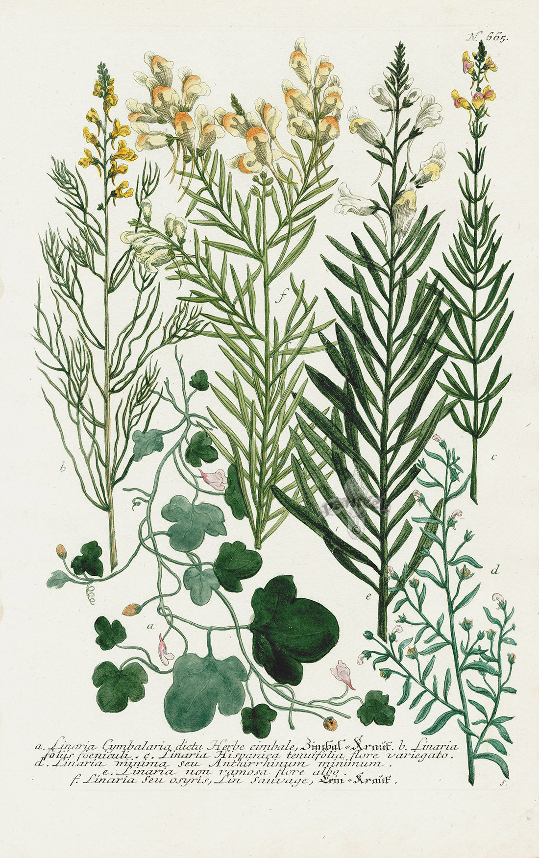 Johann Weinmann Phytanthoza Iconographia 1737 Print Linaria