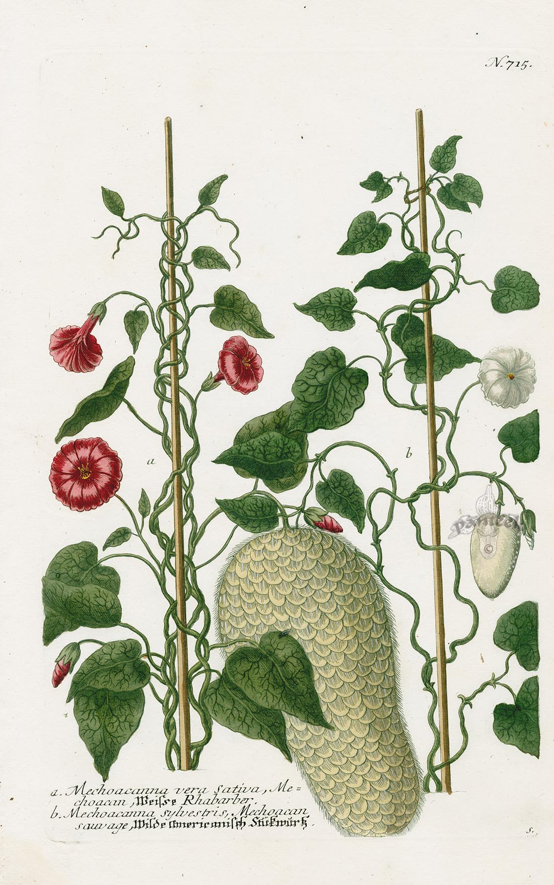 Johann Weinmann Phytanthoza Iconographia 1737 Print Mechoacanna