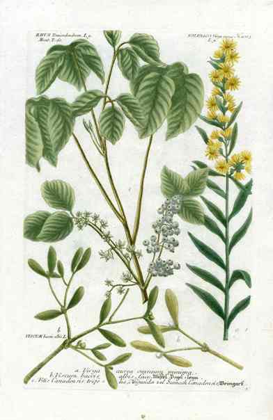 Johann Weinmann Phytanthoza Iconographia 1737 Print Misletoe