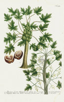 Johann Weinmann Phytanthoza Iconographia 1737 Print Papaya - Panteek Antique Prints