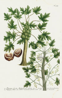 Johann Weinmann Phytanthoza Iconographia 1737 Print Papaya - Panteek Antique Prints