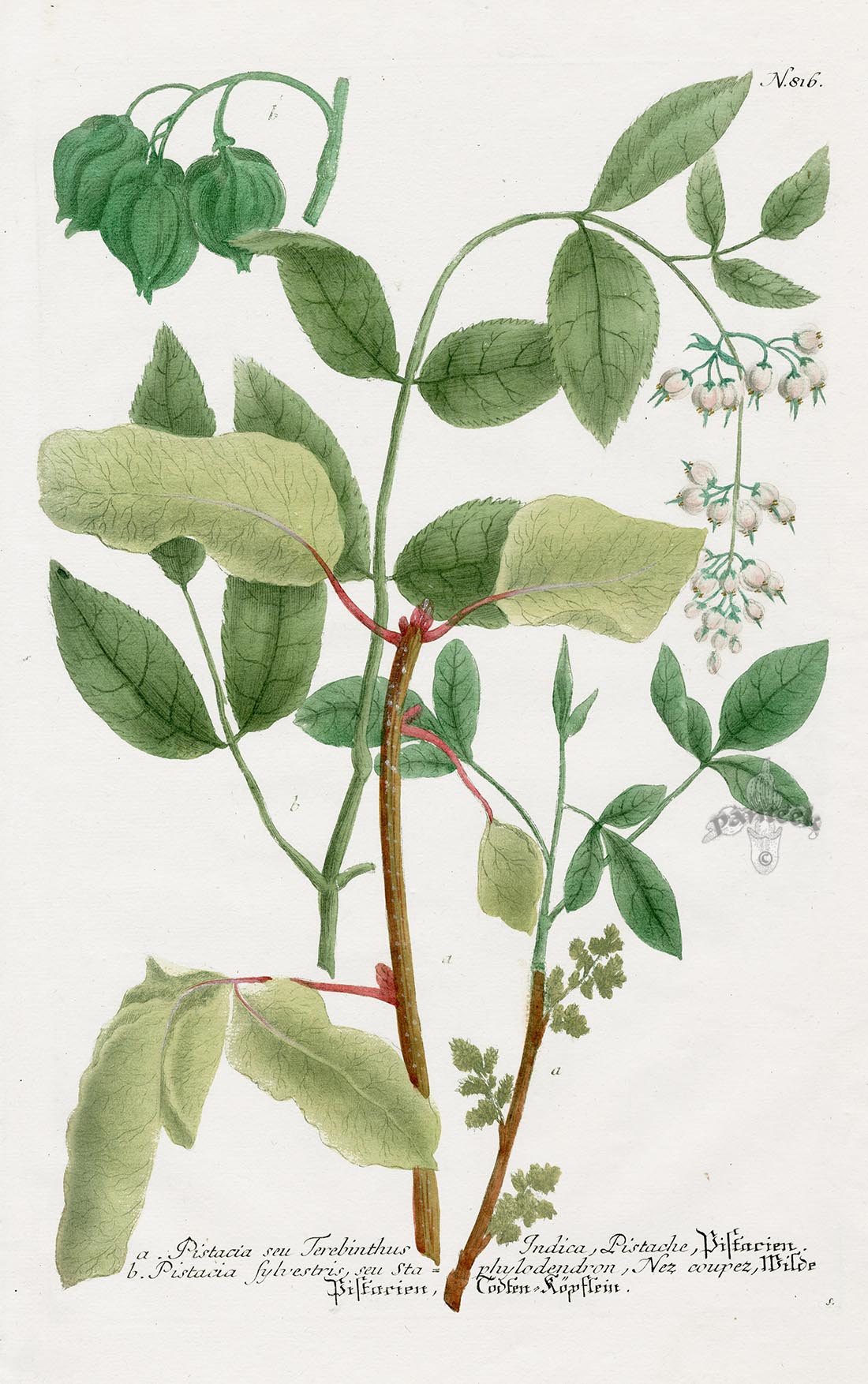 Johann Weinmann Phytanthoza Iconographia 1737 Print Pistacia syl.