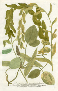 Johann Weinmann Phytanthoza Iconographia 1737 Print Potamogeton - Panteek Antique Prints