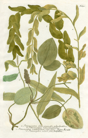 Johann Weinmann Phytanthoza Iconographia 1737 Print Potamogeton