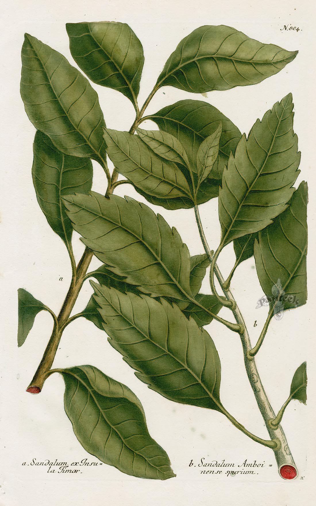 Johann Weinmann Phytanthoza Iconographia 1737 Print Sandalum