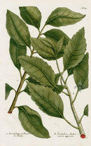 Johann Weinmann Phytanthoza Iconographia 1737 Print Sandalum - Panteek Antique Prints