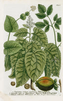 Johann Weinmann Phytanthoza Iconographia 1737 Print Smyrnium - Panteek Antique Prints