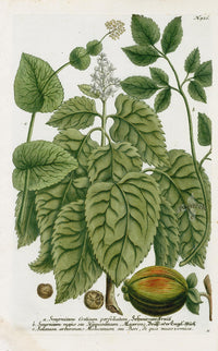 Johann Weinmann Phytanthoza Iconographia 1737 Print Smyrnium - Panteek Antique Prints