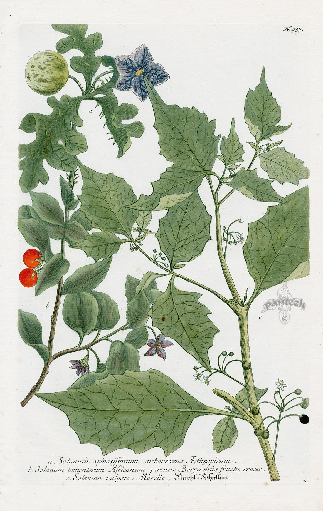 Johann Weinmann Phytanthoza Iconographia 1737 Print Solanum