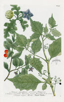 Johann Weinmann Phytanthoza Iconographia 1737 Print Solanum - Panteek Antique Prints