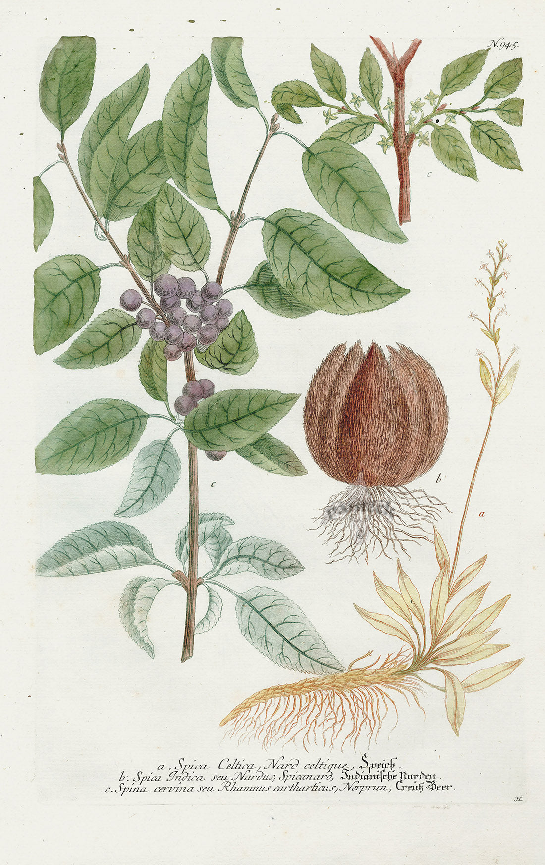 Johann Weinmann Phytanthoza Iconographia 1737 Print Spica