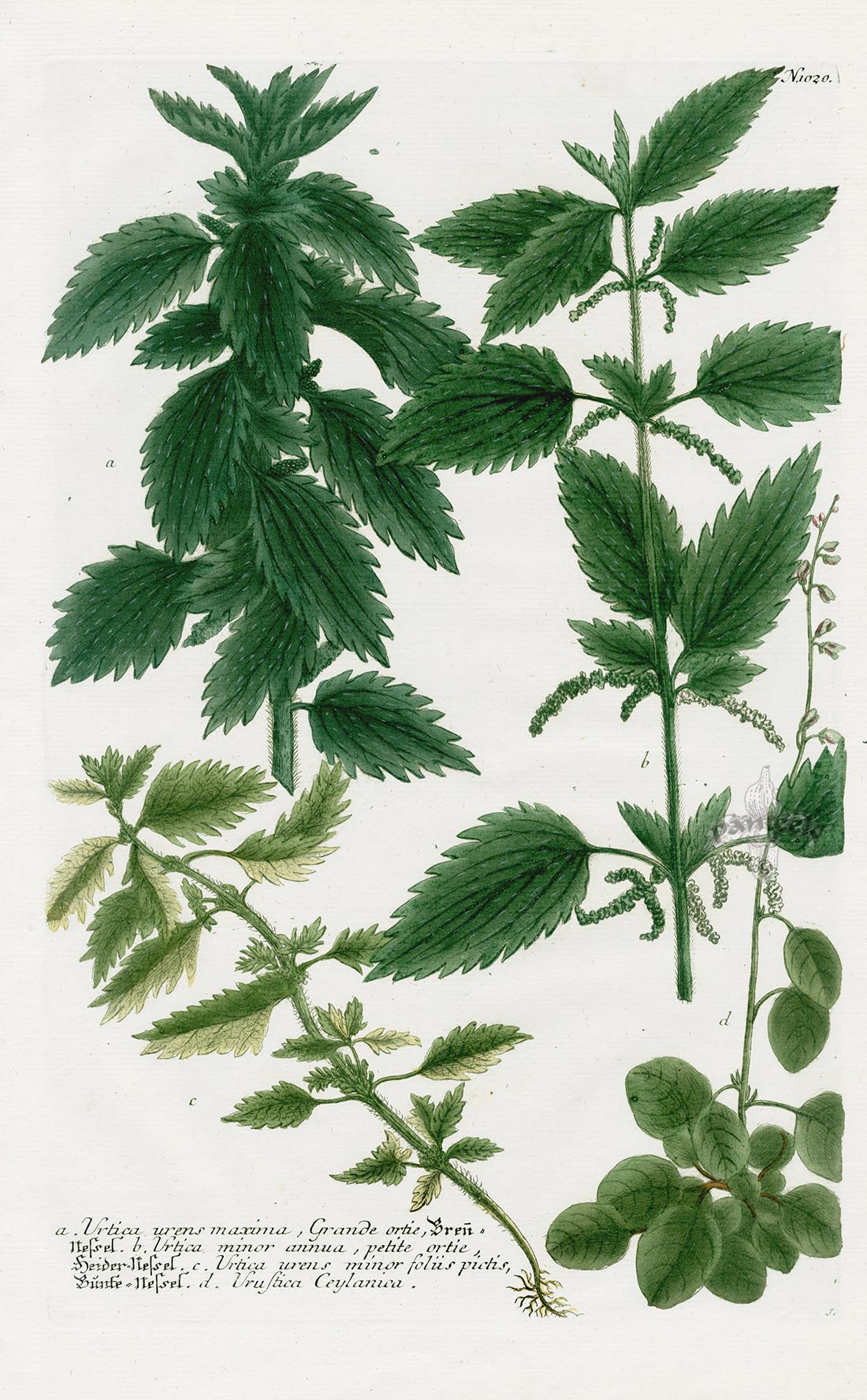 Johann Weinmann Phytanthoza Iconographia 1737 Print Stinging Nettle